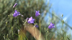 Les fleurs de montagne