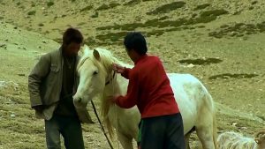 Changtang : Des hommes, des chevaux et des Dieux