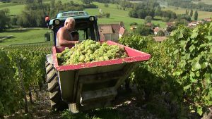 La grande histoire de la vigne