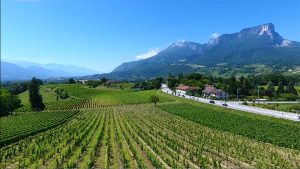 La singulière histoire du vignoble savoyard