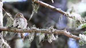 Origines, la faune venue du froid