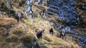 Un automne avec les chamois